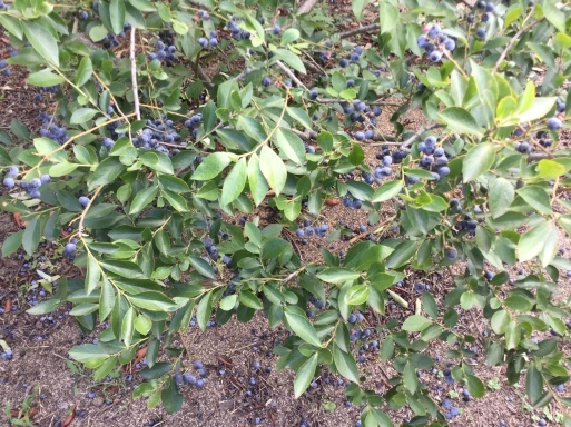 a0053063_23162638.jpeg