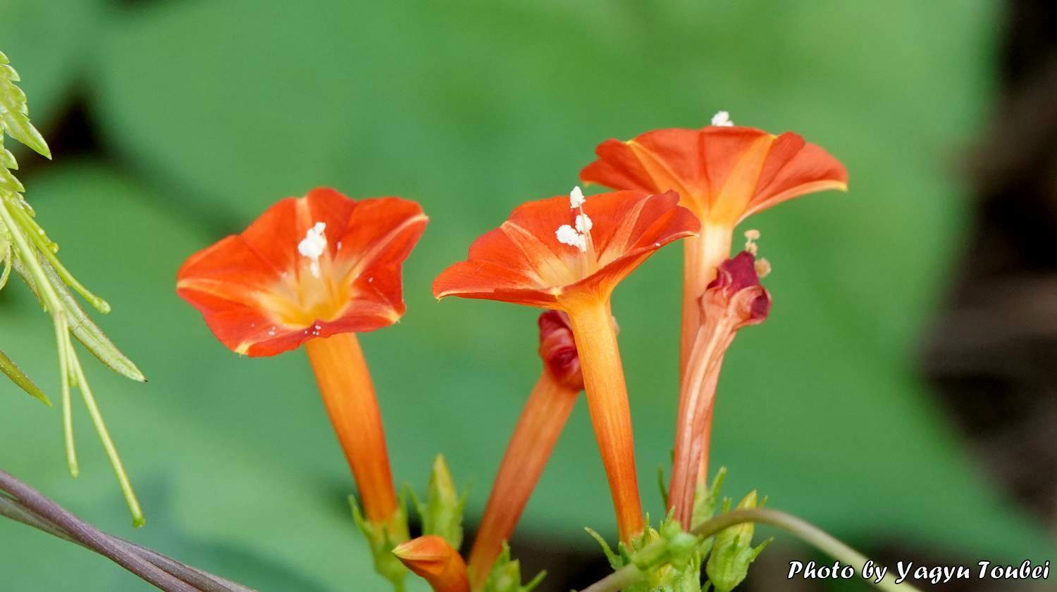 日本 秋の野に咲くオレンジの花 とことん写真