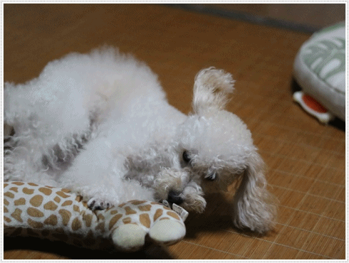 b0175688_20090356.gif