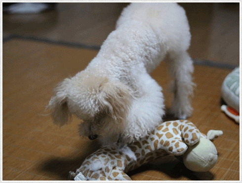 b0175688_20090999.gif