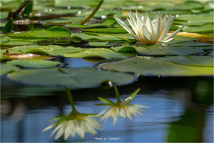 夏の花　色々_f0206388_20035625.jpg