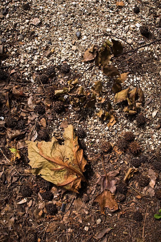 Hasty Sycamore Leaves_d0353489_23152399.jpg