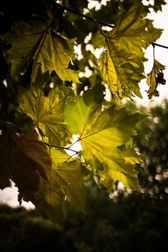 Hasty Sycamore Leaves_d0353489_23152949.jpg
