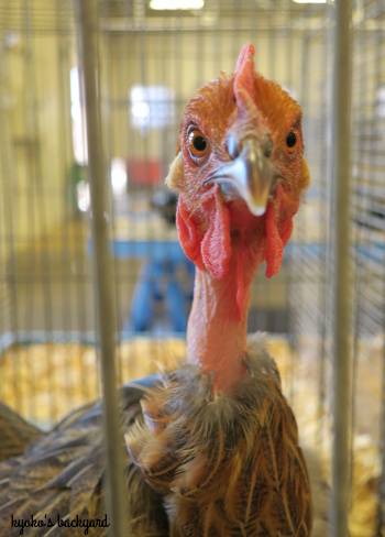Kansas State Fair 2018の思い出 その2(鳥類とうさぎ)_b0253205_05043121.jpg