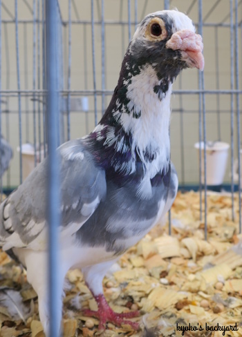 Kansas State Fair 2018の思い出 その2(鳥類とうさぎ)_b0253205_05044672.jpg
