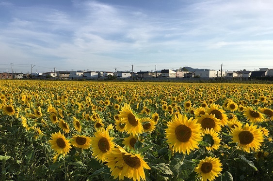 満開のひまわり畑といさり火鉄道。_a0337807_19044118.jpg