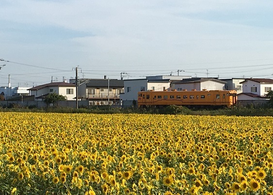 満開のひまわり畑といさり火鉄道。_a0337807_19050004.jpg