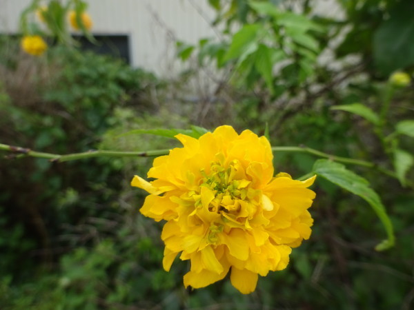 八重の山吹の花 18 9 14 徳ちゃん便り