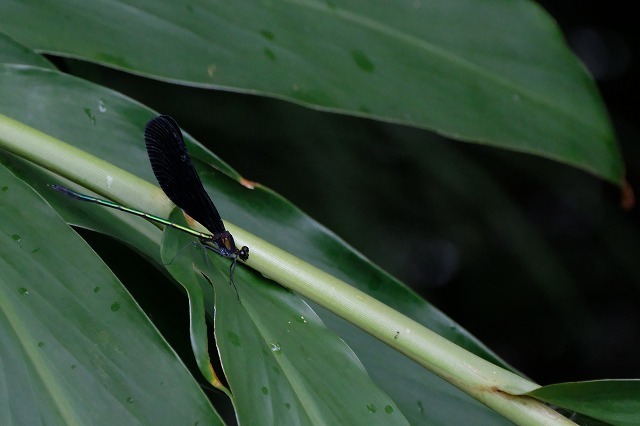 f0221724_15273009.jpg