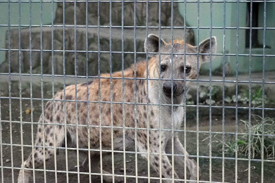 夜の動物園 ~日本平動物園~_f0224624_15533886.jpg