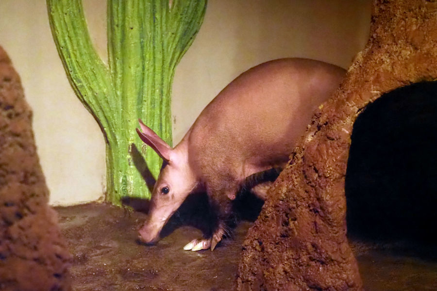 夜の動物園 ~日本平動物園~_f0224624_15535977.jpg