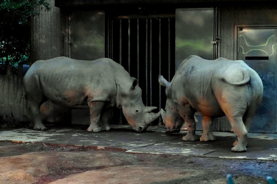 夜の動物園 ~日本平動物園~_f0224624_15543961.jpg