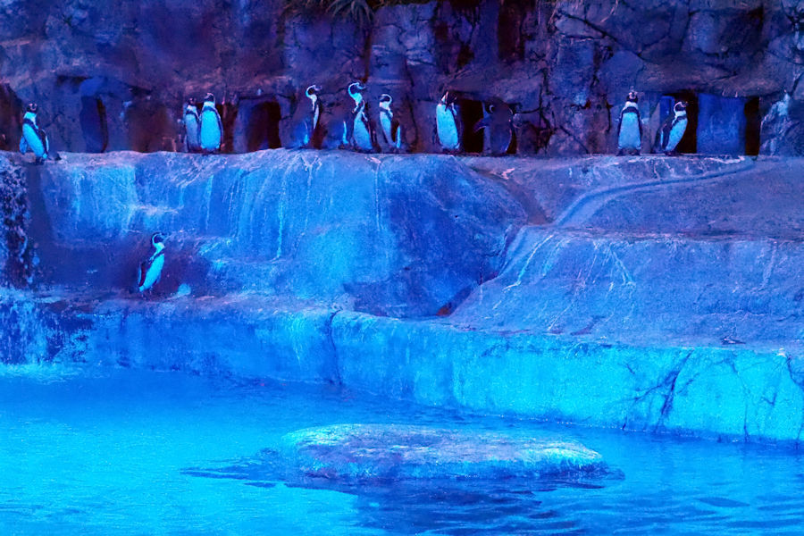 夜の動物園 ~日本平動物園~_f0224624_15545737.jpg