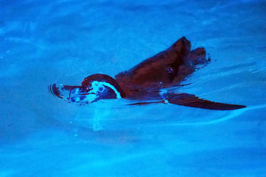 夜の動物園 ~日本平動物園~_f0224624_15551585.jpg