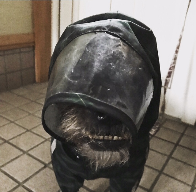 d0161525_12091686.jpeg