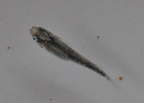e0097534_1723967.jpg