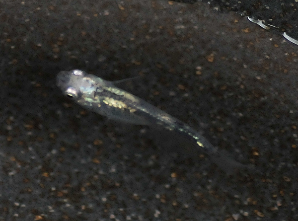 e0097534_1764237.jpg
