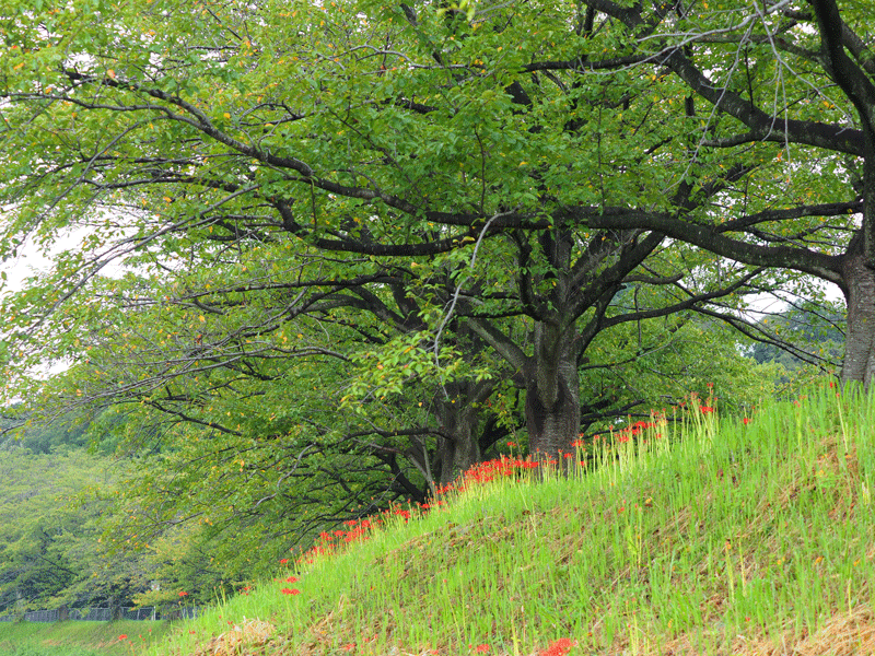 d0290240_12403293.gif