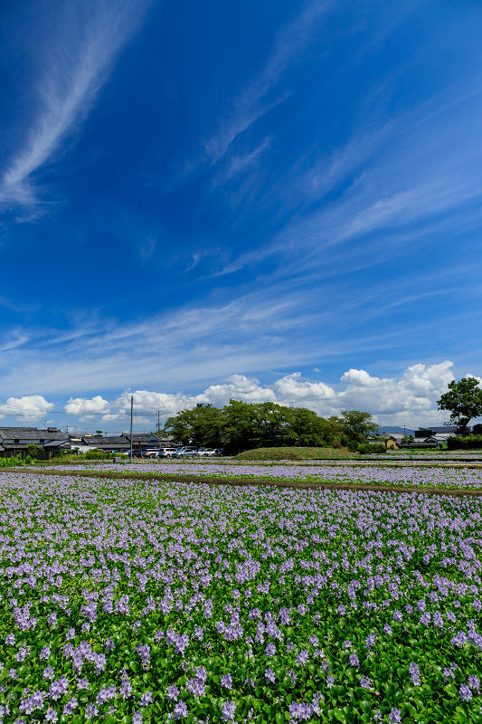 夏の花畑2018　ホテイアオイと水鏡（本薬師寺跡）_f0155048_0334751.jpg