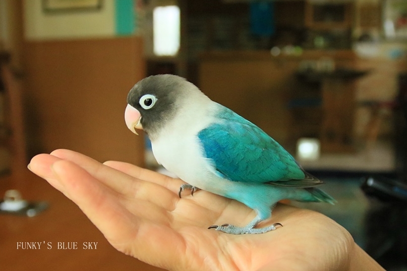 c0145250_10000630.jpg