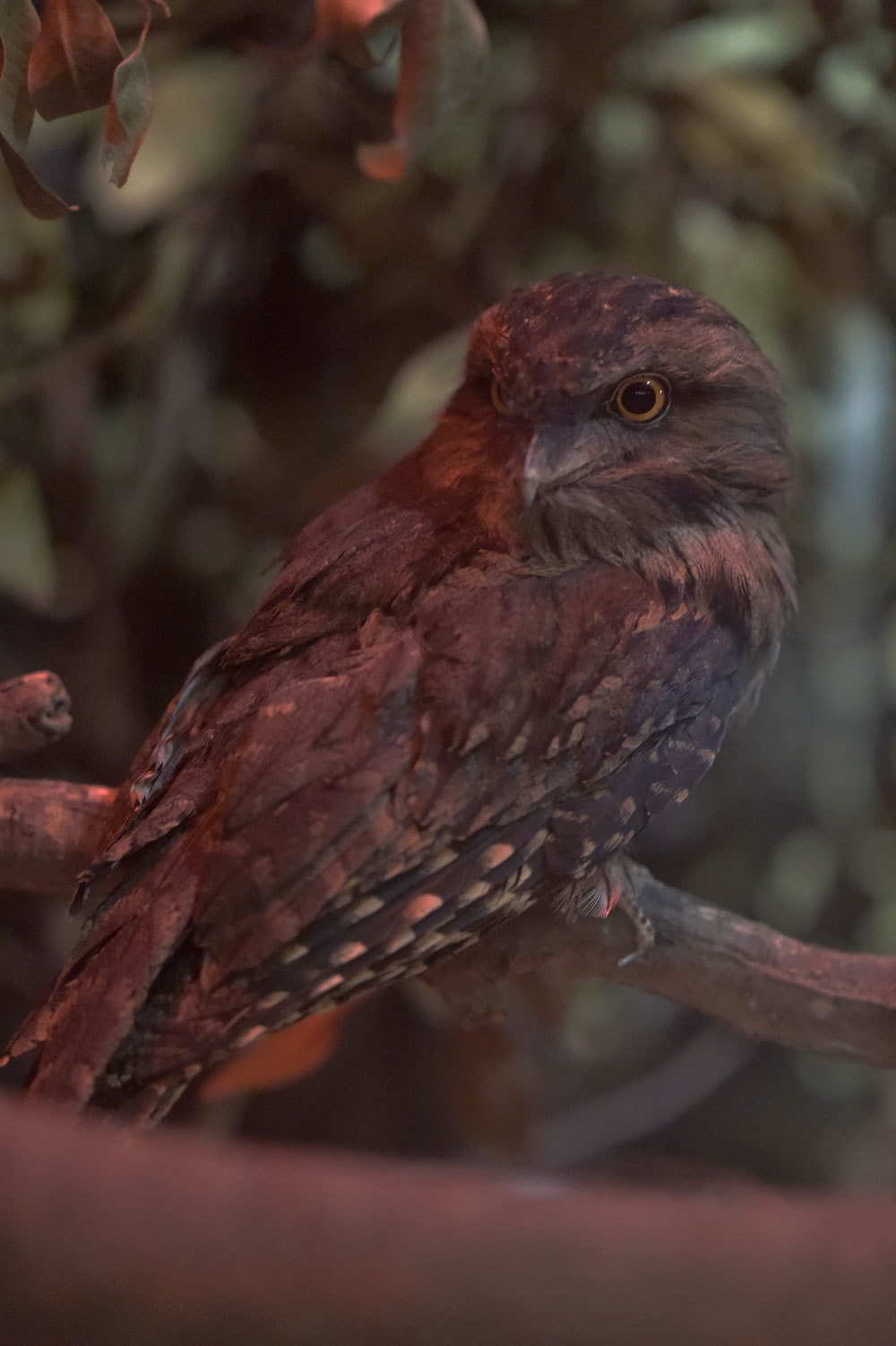 ガマグチヨタカ巡り 動物園へ行こう