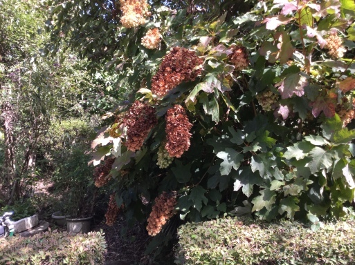 a0053063_14252715.jpeg