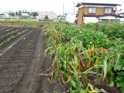 レタスをやっと植えた　春菊も蒔いて_d0074063_07335586.jpg