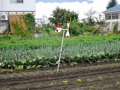 レタスをやっと植えた　春菊も蒔いて_d0074063_07342061.jpg