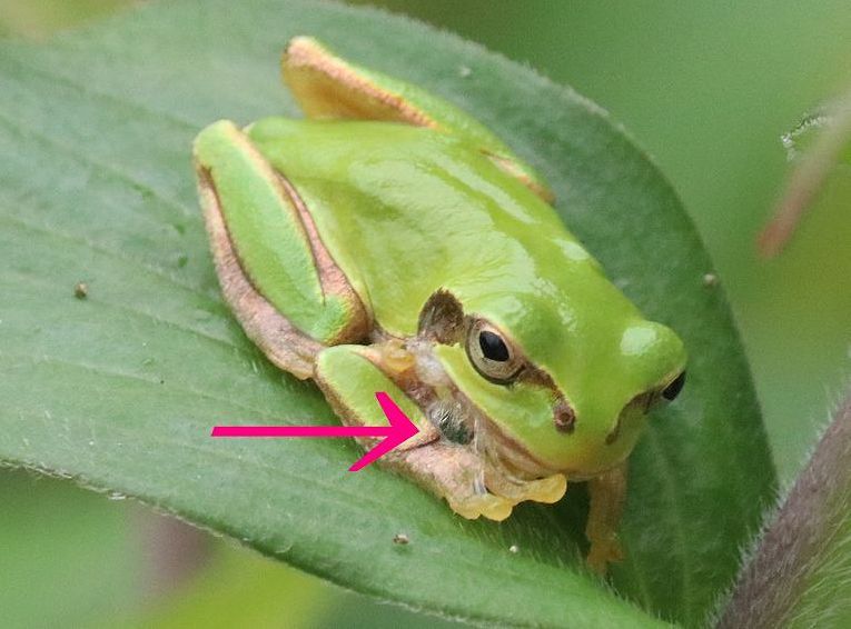 カエルの食事 風と一緒に