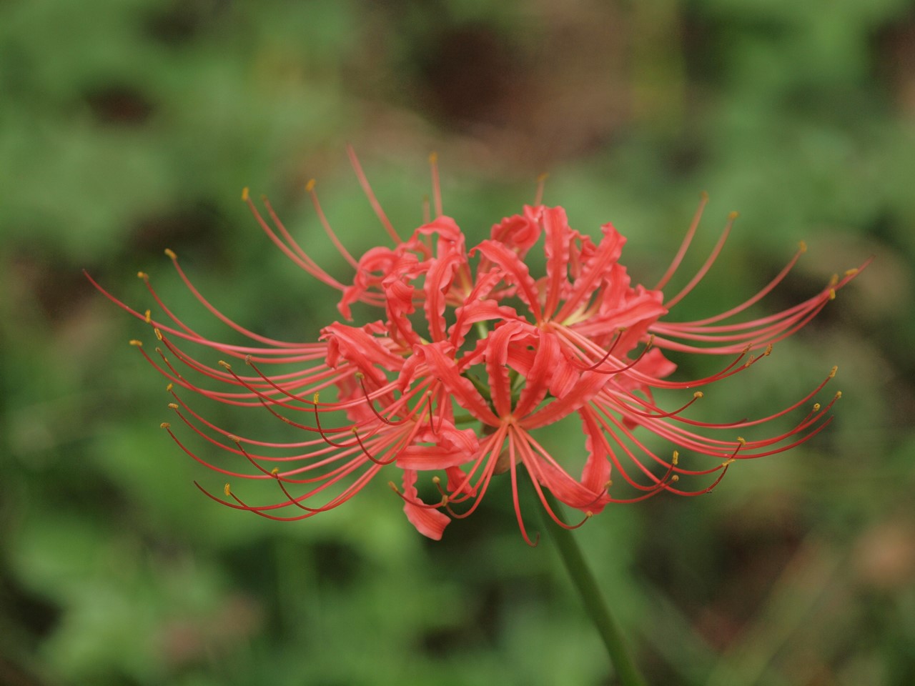 木曽川水園の彼岸花 ヒガンバナ と蘿藦 ガガイモ の花等 自然風の自然風だより