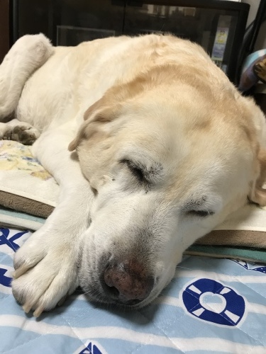 f0315081_23393056.jpeg