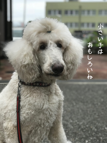 a0216583_22353314.png