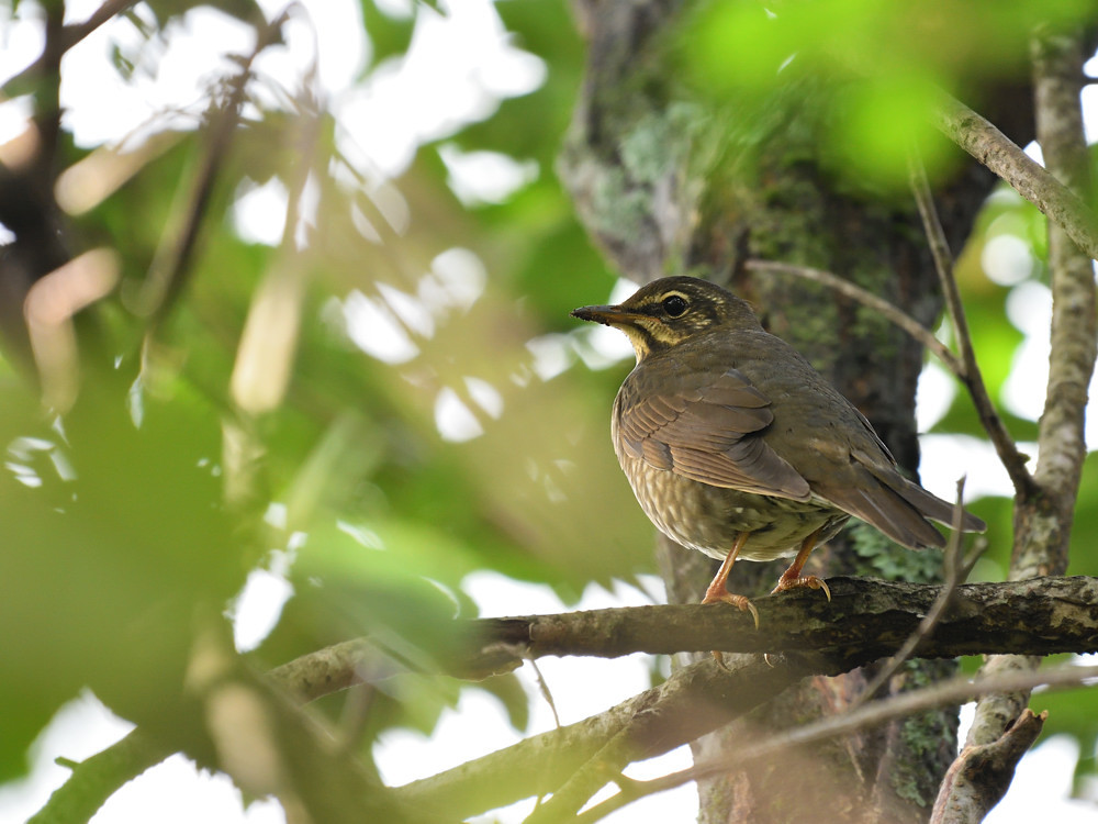 2018 09 11 得々切符のお山でお花と鳥さん♪　鳥さん編_a0143491_21331530.jpg