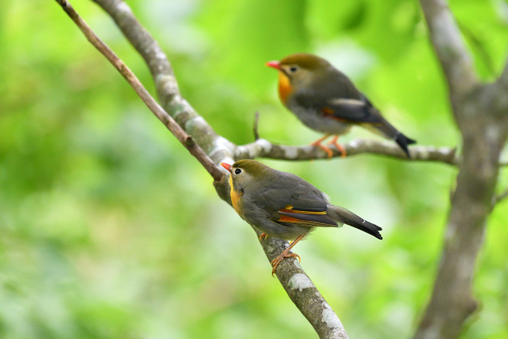 2018 09 11 得々切符のお山でお花と鳥さん♪　鳥さん編_a0143491_21403430.jpg