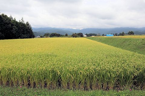 c0090198_17520950.jpg