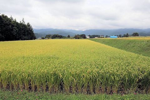 何かと大変でした&やっとジコボウ採れた♪_c0090198_17520950.jpg