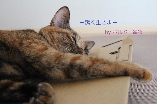 選んだ孤独はよい孤独 ボルドーとぺんぺん草 選んだ孤独はよい孤独 ボルドーとぺんぺん草
