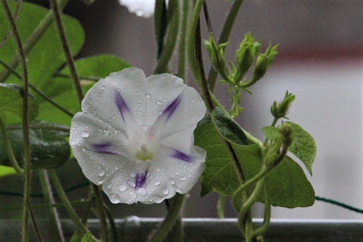 f0354923_10343224.jpg