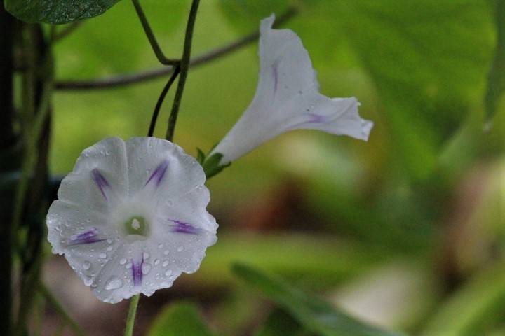 f0354923_10363156.jpg