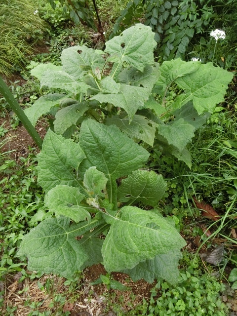 f0354923_10453657.jpg
