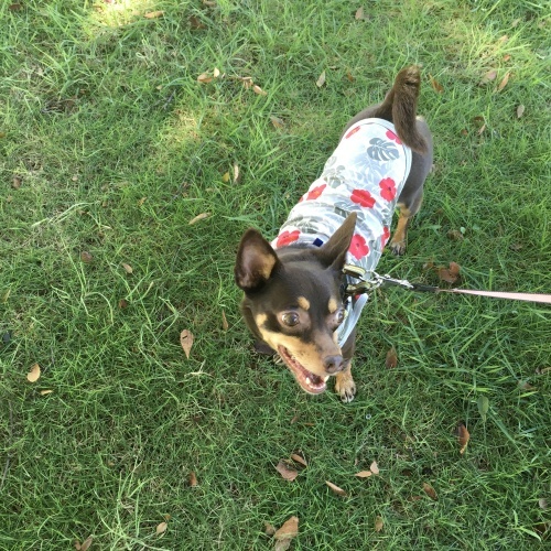 a0291132_16110082.jpeg