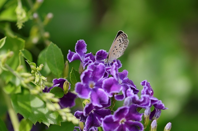 a0242438_17265211.jpg