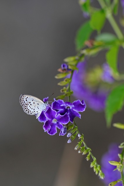 a0242438_17265231.jpg