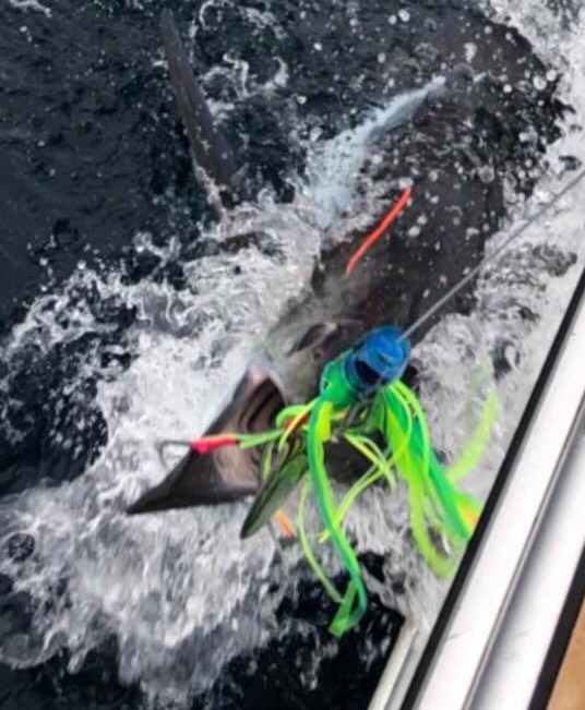 Japan Blue Marlin Classic Day3_f0009039_17334407.jpeg