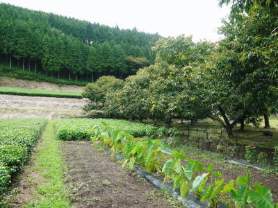 栗の王様「利平栗」平成30年度はまもなく出荷!予約受付は残りわずか!無農薬栽培の「利平栗」です!_a0254656_17301731.jpg