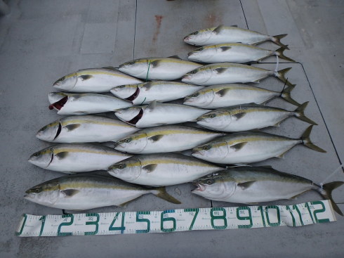 青物　釣果_b0185158_23025394.jpg