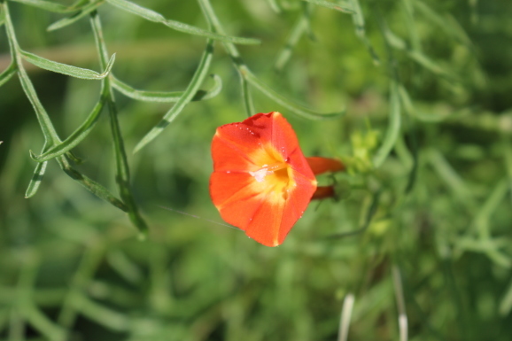 丸葉縷紅草 マルハルコウソウ ひげ爺の花便り