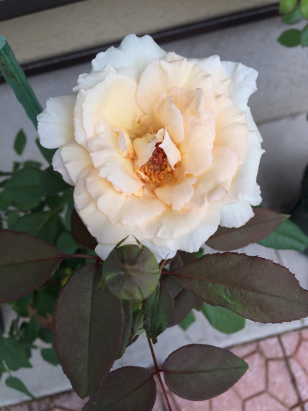 初 薫乃 春 ナナと庭の薔薇