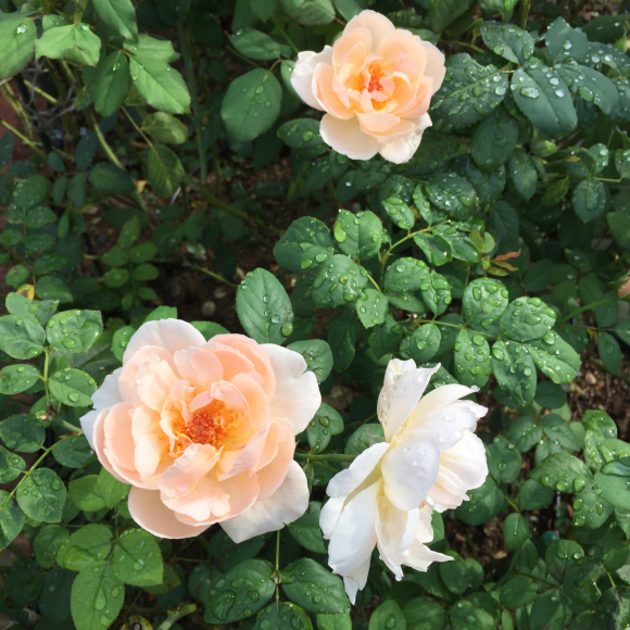 初 薫乃 春 ナナと庭の薔薇