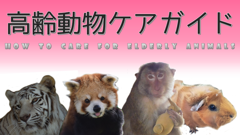 敬老の日特別イベント_c0290504_13325602.png